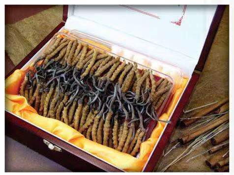 柳州冬虫夏草回收